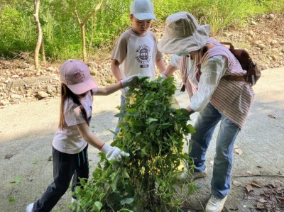 防除情形  (林業及自然保育署新竹分署攝影)